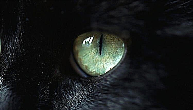  고양이의 눈동자는 어떤 모양입니까? 