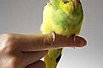  Drżąca papuga 
