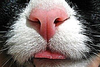  Moet de neus van een kat altijd nat en koel zijn? 