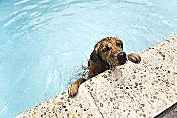  Должна ли ваша собака плавать в открытом бассейне? 