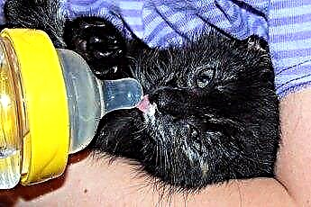  Mengapa Anak Kucing Harus Minum Air Bukan Susu? 
