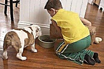  Měli byste si při tréninku na nočník dát krmivo pro psy poblíž podložky? 