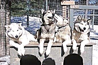  Über Siberian Husky Dogs 