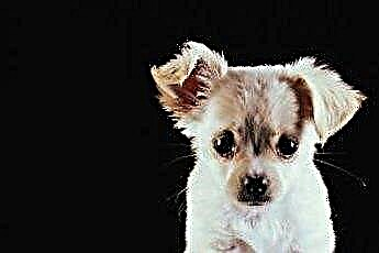  Skutki uboczne zmiany karmy dla szczeniąt dla Chihuahua 