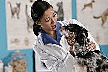  Arti Penting Kristal Tirosin dalam Urine Anjing dan Kucing 