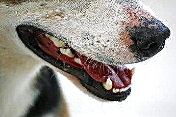  Tegn på loppebiddermatitis på hunde 