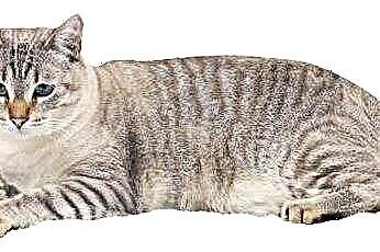  Kožné stavy u mačiek vyžadujúcich steroidy 