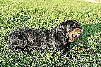  Hudproblemer i rottweilers 