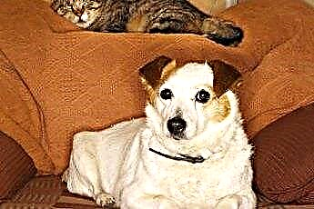  Socializzazione tra cani e gatti 
