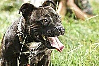  Staffordshire Bull Terrier Vs. Питбул 