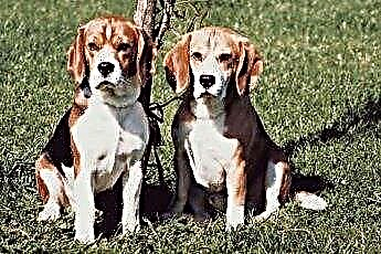  Cara Menghentikan Beagles Dari Pertengkaran antara satu sama lain 