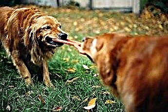  Jak zastavit agresivní hraní u psů 