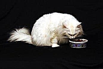  Cara Mencegah Kucing Makan Berlebihan 