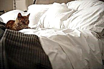  כיצד לעצור חתול מלשתן על מיטות 