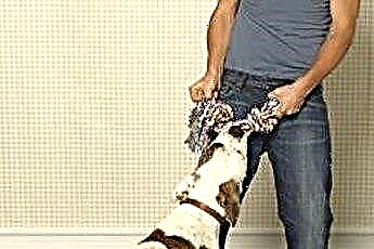  Hogyan akadályozzuk meg a kutyát a padlólemezek fogyasztásában 