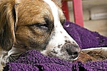  Kako spriječiti psa da jede njegovu posteljinu i pokrivače 