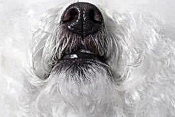  Hogyan lehet megakadályozni, hogy kutyája az orrát a szőnyegre dörzsölje 