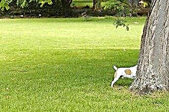  วิธีหยุดสุนัขจากการขุดรากไม้ 