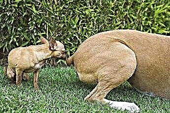  Cómo evitar que los perros machos huelan a otros perros machos 