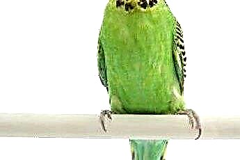  Πώς να σταματήσετε ένα Parakeet ουρλιάζοντας 