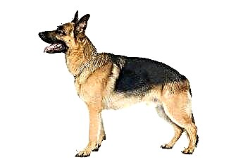  Cómo fortalecer los metacarpos débiles en un perro pastor alemán 