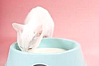  Bạn có định cho mèo uống sữa không? 