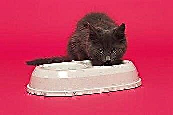  Hvordan bytte en liten kattunge fra hermetikk til tørr mat 