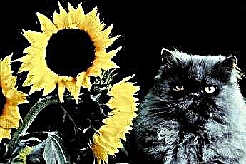  Ar saulėgrąžos katėms yra nuodingos? 