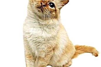  Simptomele unei pisici care mănâncă filodendronul 