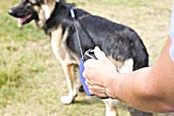  Mengejar Ekor & Kegelisahan pada Anjing Gembala Jerman 