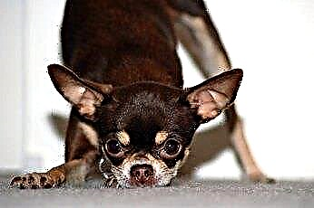  Merawat Chihuahua Berusia Enam Minggu 