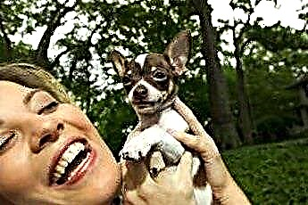  Wie man Zahnstein von den Zähnen eines Chihuahua bekommt 