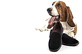  איך מלמדים כלב להביא נעלי בית 