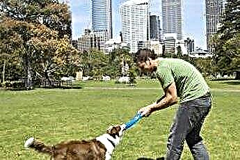  Cách dạy một chú chó Collie biên giới bắt một con Frisbee 