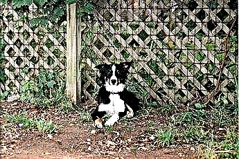  Як навчити собаку не стрибати через паркан 