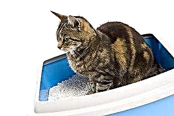  Cum să înveți o pisică semi-sălbatică să folosească o cutie de gunoi 