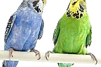  Як визначити вік хвилястого папужки 