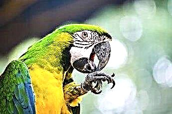  Teobromintoxicitet hos papegojor 