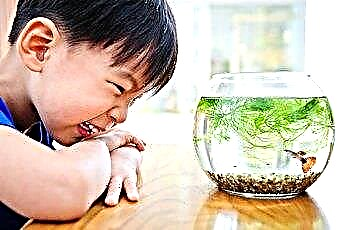  Tipps für klares Aquariumwasser 