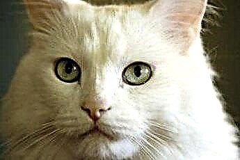  고양이 털의 작은 흰색 벌레 