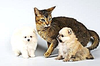  Petua Cara Melatih Anak Anjing & Kucing untuk Hidup Bersama 
