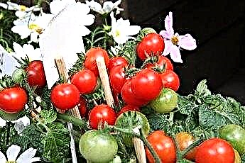  Er tomatblader farlige for katter og hunder? 