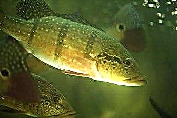  Faktid ja näpunäited akvaariumi kalade hooldamise kohta 