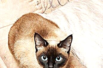  Тонкинските котки по-обичащи ли са от сиамските котки? 