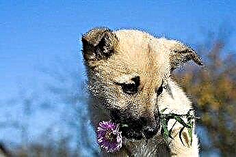  טיפים להרחיק כלבים מערוגות פרחים 