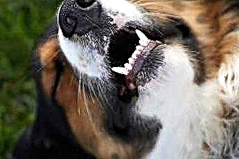  Ubat Gigi Apa yang Baik untuk Anak Anjing? 