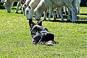  Kako trenirati štene graničarskog škotskog ovčara da se igra mrtvog 