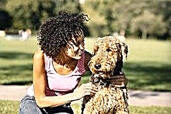  Training Airedale Terrier 