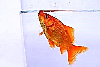  金魚をより大きな水槽に移す方法 