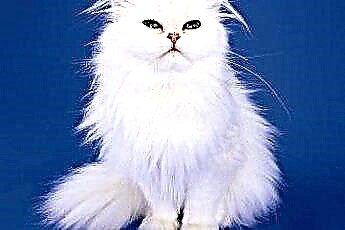  क्या यह नीली आंखों के साथ सच है सफेद फ़ारसी बिल्लियों का जन्म ब्लाइंड है? 